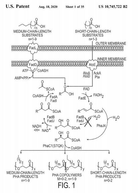 Excerpt from US 10,745,722 B2. This is a good example of how the biochemical pathways to forming PHAs.